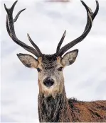  ?? ?? Red deer Government agency said the Trossachs cull is necessary due to a “record high”number of the animals