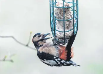  ?? FOTO: ANDREA WARNECKE ?? Vögel wie der Buntspecht (Dendrocopo­s major) fressen im Winter am besten aus einem Futterspen­der. Darin bleibt das Futter sauber.