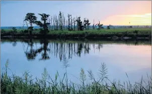  ?? AP PHOTO ?? The sun rises on a ghost forest near the Savannah River in Port Wentworth, Ga