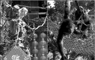  ?? QIU QUANLIN / CHINA DAILY ?? Monkeys and orangutans at the Chimelong Safari Park in Guangzhou, Guangdong province, on Thursday.
