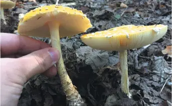  ?? Acadie Nouvelle: Anthony Doiron ?? Les amanites sont à éviter pour les néophytes de la chasse aux champignon­s.