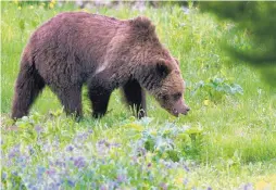  ?? ASSOCIATED PRESS ?? Grizzly bears once numbered about 50,000 and ranged over much of North America. They now occupy only 2 percent of their original territory.