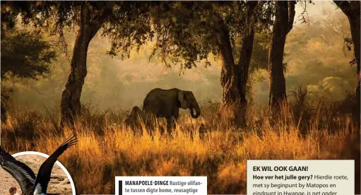  ??  ?? MANAPOELE-DINGE Rustige olifante tussen digte bome, reusagtige kremetarte in die middel van die pad en maraboes langs watergate is tipiese tonele in die Manapoele -nasionale park.