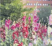  ?? MEADOWS AMERICAN ?? Hollyhock flowers come in pink, purple, peach, red, white, yellow or near-black and cover 8-foot stalks.