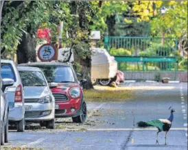  ?? BIPLOV BHUYAN/HT PHOTO ?? ■
A peacock roams a locked down street in Delhi’s Nizamuddin East on Monday.
