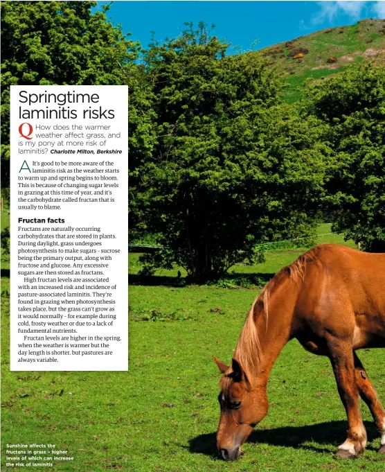  ??  ?? Sunshine affects the fructans in grass – higher levels of which can increase the risk of laminitis