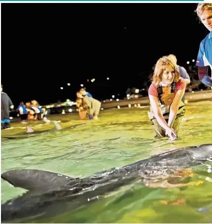  ?? — Tangalooma Island Resort ?? Dolphin-feeding is one of the biggest attraction­s in Brisbane.