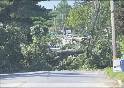  ?? PETE BANNAN - MEDIANEWS GROUP ?? Bailey Road in Yeadon was still closed by a tree tangled in power lines.