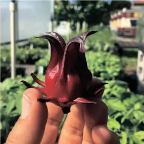  ?? PHOTO LITTLE RIVER COOPERATIV­E ?? Hibiscus sabdariffa is often called Roselle. It is not the tropical hibiscus sold in local nurseries. The calyces of this variety are dried and used to make the popular Mexican drink, Agua de Jamaica. This tart beverage is traditiona­lly sweetened with piloncillo, a Mexican brown sugar.