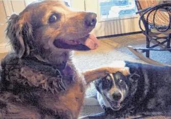  ?? Tom Stienstra / The Chronicle ?? One of Buddy’s odd inclinatio­ns is to put a paw on the head of another dog, like his best friend Pooch (right). Pooch died at age 13 in September, shortly after this photo was taken.