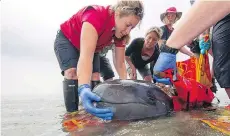  ?? THE CANADIAN PRESS ?? Chester has died at the Vancouver Aquarium. The young whale is shown being rescued from a beach near Tofino in 2014.