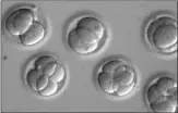  ??  ?? The edited embryos: Raising ethical concerns