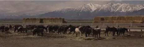  ?? RYAN SHOROSKY PHOTOS/THE NEW YORK TIMES ?? Holding pens are used for the wild mustangs at the Stewart Conservati­on Camp near Carson City, Nev. Inmates and mustangs help "gentle" one another.