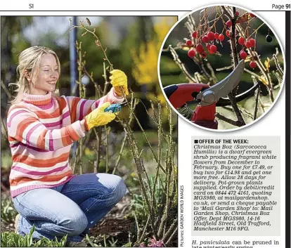  ??  ?? Get snipping: Good secateurs will make light work of woody stems