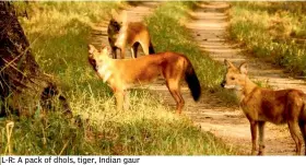  ??  ?? L-R: A pack of dhols, tiger, Indian gaur