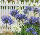  ?? ?? Agapanthus is a popular choice as it brings a touch of elegance