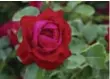  ?? VINELAND ?? The Canadian Shield rose was bred to be hardy in Canada’s climate.