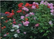  ?? DEAN FOSDICK — ASSOCIATED PRESS FILE PHOTO ?? A May 2010 photo shows a variety of shrub roses in their third year growing on a mountain property near New Market, Va.