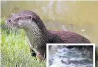  ??  ?? Above, an otter, inset, a still from Lesley’s video