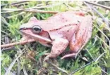  ?? CLARA DO AMARAL, MOUNT ST. JOSEPH UNIVERSITY VIA AP ?? Scientists have found that wood frogs, which don’t urinate in the winter, recycle urea — the main waste in urine — into useful nitrogen which keeps the small animals alive as they hibernate and freeze, inside and out.