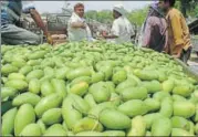  ?? FILE PHOTO ?? This year, mango prices may witness an increase due to poor flowering, burning a deeper hole in consumers’ pocket.