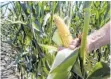  ?? FOTO: DPA ?? Gentechnis­ch veränderte­r Mais ist auf deutschen Feldern verboten.