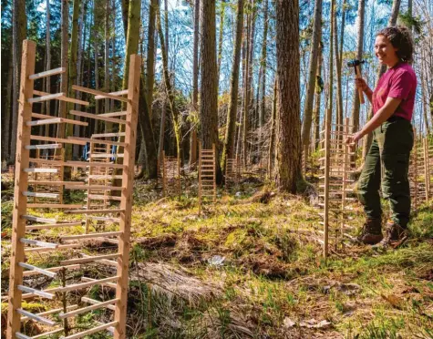  ?? Foto: Brigitte Bunk ?? Die Wuchsgitte­r aus Esskastani­enholz schützen die kleine Weißtanne, damit sie nicht von Unkraut überwucher­t wird. Mirjam Heindel hat als Auszubilde­nde mitgeholfe­n, die 725 Holzkonstr­uktionen in den Boden zu schlagen.