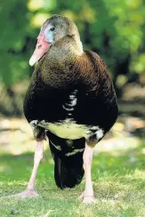  ?? A Spur winged goose at Martin Mere ??