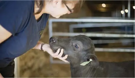  ?? LIZ BEDDALL PHOTOS FOR THE TORONTO STAR ?? Lori Smith gives some love to newborn calf, Jolene. In four years, when she’s fully grown, she’ll be producing up to 10 litres of milk per day.