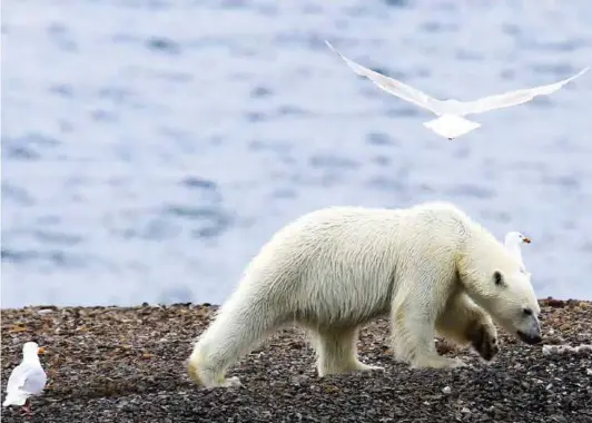  ?? FOTO: NTB SCANPIX ?? Flere er blitt drept og mange skadet av isbjørner på Svalbard.