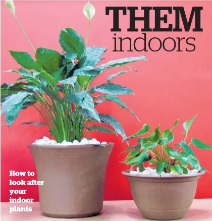  ??  ?? How to look after your indoor plants