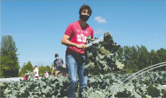  ?? JUSTIN TANG/ THE CANADIAN PRESS/ FILES ?? Prime Minister Justin Trudeau harvests broccoli at the Ottawa Food Bank Farm on Canada Day. This Christmas, he'll miss his mom, stuck in Montreal.