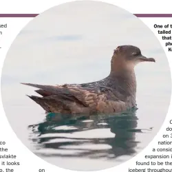  ??  ?? One of the two Shorttaile­d Shearwater­s that were photograph­ed in Kuwait on 21st.