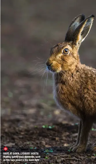  ??  ?? 09 HARE at dawn, lydbury NORTH Waiting quietly pays dividends, such as this hare posed in the dawn light