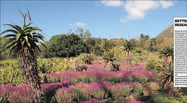  ??  ?? Bright fynbos blooming in Kirstenbos­ch National Botanical Garden is an example of nature at its finest.