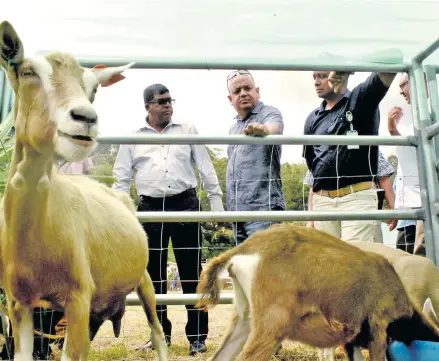  ?? Photo: DEPTFO News. ?? Minister for Agricultur­e, Waterways and Environmen­t Mahendra Reddy with staff view the F1 Breeder Bucks.