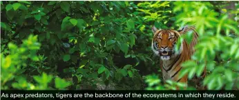  ?? ?? As apex predators, tigers are the backbone of the ecosystems in which they reside.