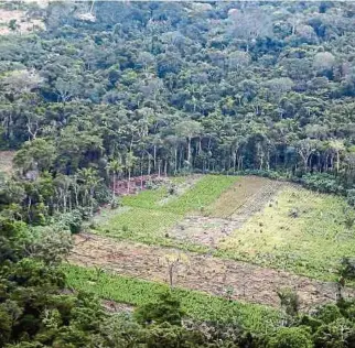  ?? EFE ?? La ley de Delitos Ambientale­s busca proteger más el medioambie­nte y combatir la deforestac­ión.