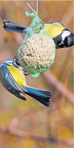  ??  ?? Above: Blue tit (Parus caeruleus) feeding on fat balls in garden birdfeeder; top right: linnet (Fotolia); right: a curlew wading along the shoreline.