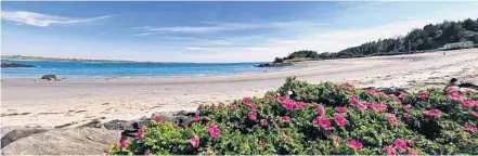  ?? CARLA ALLEN PHOTOS ?? Banks of rugosa roses grow along the shoreline of John’s Cove Beach. The site, which is a popular destinatio­n on hot days, has no bathroom facilities.