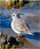  ??  ?? Dunlin