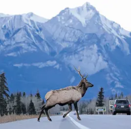  ?? REUTERS ?? A male elk crosses the Yellowhead Highway, a route roughly followed by Kinder Morgan’s Trans Mountain Pipeline through the Rocky Mountains, in Jasper National Park, Alta., in November 2016.