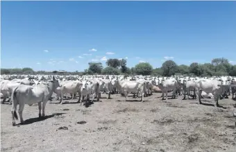  ??  ?? En el departamen­to de Alto Paraguay existen grandes establecim­ientos ganaderos.