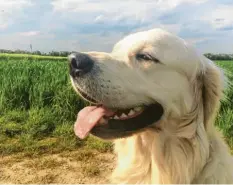  ?? Foto: Marco Celozzi ?? Die Brise durchs Fell scheint Golden Retriever Nelson auf diesem Bild sichtlich zu genießen. Ein Moment zum Lächeln – und Hecheln.