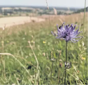  ?? ?? Round-headed rampion at the Clayton Windmills site