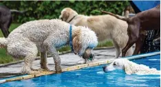  ?? Fotos: Michael Eichhammer ?? Manche der tierischen Besucher schienen sich eher am Beckenrand pudelwohl zu füh len als im Wasser.