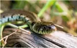  ??  ?? The grass snake, Natrix natrix, is sometimes called the ring snake or water snake.