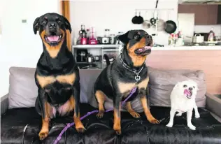  ?? Photos Christophe­r Pike / The National ?? Rottweiler­s Thor, left, and Daria with Spook in a flat at Al Bandar inAbu Dhabi. Alyazi Al Khattal with her rottweiler Daria.
