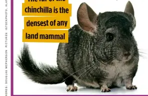  ??  ?? The fur of the chinchilla is the densestofa­ny land mammal