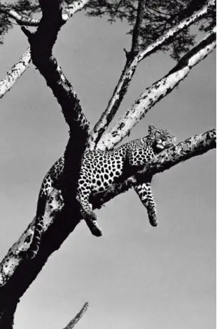  ??  ?? sopra Un giaguaro su un ramo in Brasile. Fotografia trovata da Charlotte Perriand nel 1984.